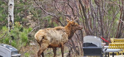 a brown animal standing next to a trash can at Nicky's Resort in Estes Park