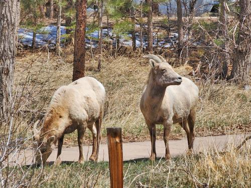 two goats standing on the side of a road at Nicky's Resort in Estes Park
