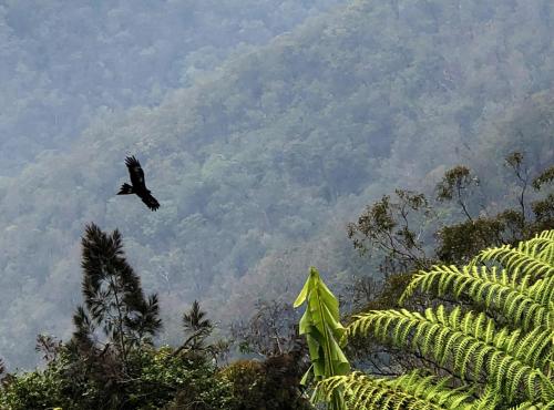a black bird flying over a mountain at Cloud 9 Eagle Heights - Cliff-Top, Ocean Sunrise, VIP Retreat in Mount Tamborine
