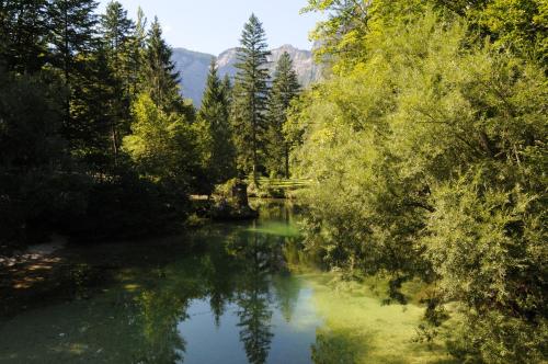 a river in the middle of a forest at Apartment Dijak in Bohinj