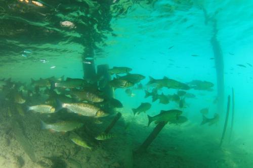 a group of fish swimming in the ocean at Der Ronacherfels in Weissensee