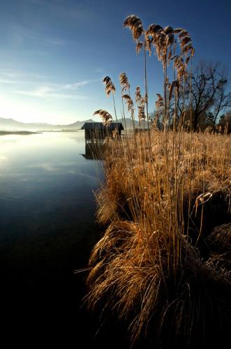 a field of tall grass next to a body of water at Zum Fischer am See ***S in Prien am Chiemsee