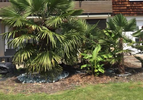 two palm trees in front of a house at Ferienwohnung Palmengarten in Lichtenstein
