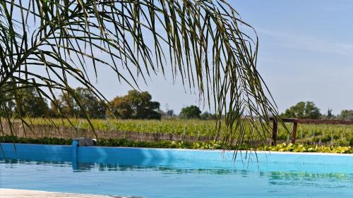 a palm tree in front of a swimming pool at Casa Castelão in Palmela
