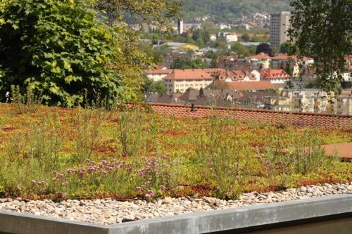 a field of flowers with a city in the background at Grimm's Lodge in Lörrach