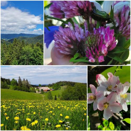 a collage of pictures with flowers in a field at Klausenhof Schonach in Obertal