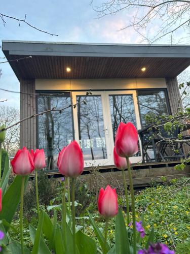 a group of red flowers in front of a house at Litehomeatseagoedereede in Goedereede