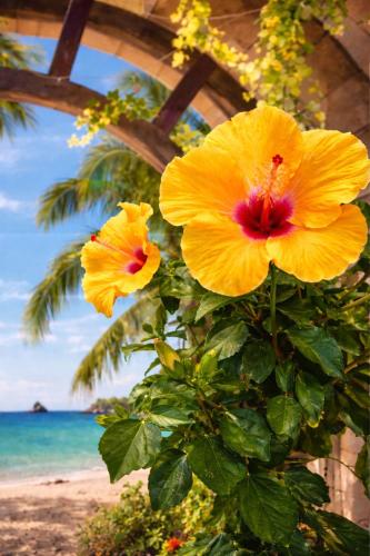 due fiori gialli su un cespuglio vicino alla spiaggia di l'Arche Enchantée a Saint-Nicolas-de-la-Grave
