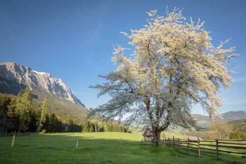 a tree in a field next to a fence at MAYER - Wirtshaus und Dorfhotel in Sankt Martin am Grimming