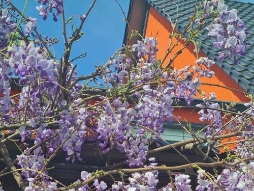 a bunch of purple flowers in front of a building at Ferienwohnung Rimbach in Rimbach