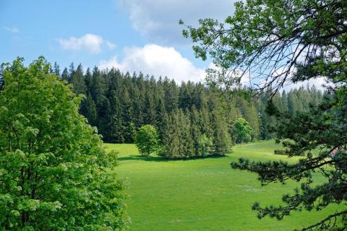 a green field with trees in the background at Ferienwohnung Jachmann, 80qm in Schönwald