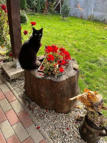 a black cat sitting on a stump next to flowers at Casa Gla in Râşnov