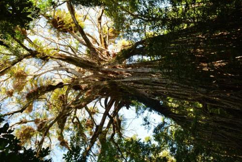 a view of the branches of a tree at Curtain Fig Motel in Yungaburra