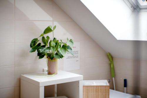 a plant in a vase sitting on a white table at Appartement Rosi in Ihrlerstein