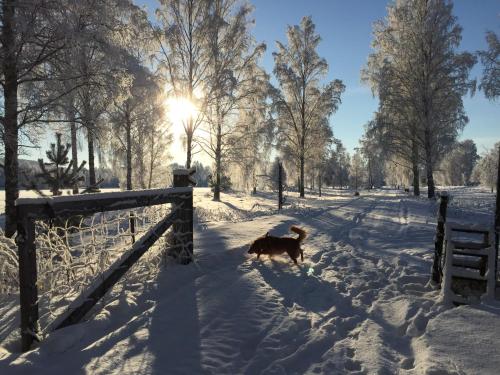 a dog running through the snow in a park at Gästgivars vandrarhem och B&B in Järvsö