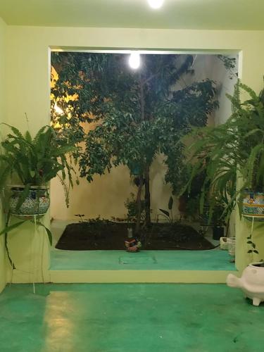 a room with a large window with a tree in it at Tranquilidad y comodidad in Dolores Hidalgo