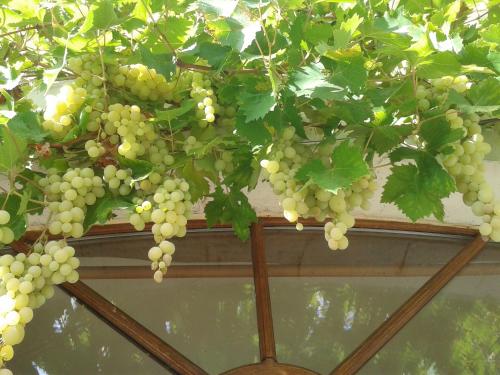 Κήπος έξω από το Le Clos de la Salamandre