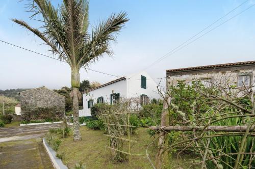 a palm tree in front of a white house at A Casa d'Amália in Ginetes