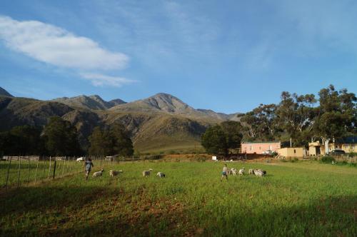 a herd of sheep in a field with mountains in the background at Swartberg Backpackers in Matjiesrivier