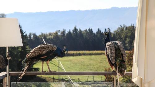two peacocks standing on a fence in a field at Hof Niglberg Südsteiermark in Sankt Johann im Saggautal