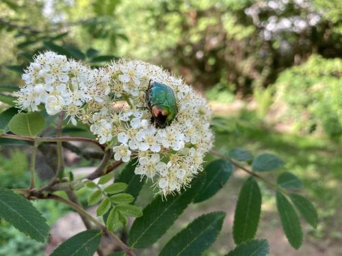 a green beetle sitting on a white flower at Ferienhaus Urwald in Hofgeismar