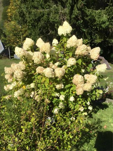 a bush of white flowers in a yard at Haus Maria in Todtnau