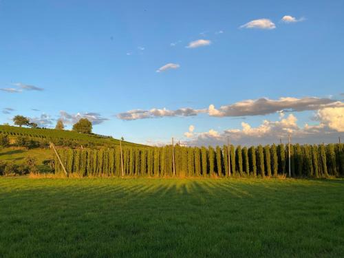 a field with a row of trees in the background at Beim Dorfbach - Die Hofchalets in Kressbronn am Bodensee
