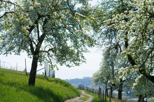 a dirt road with trees on the side of a hill at Beim Dorfbach - Die Hofchalets in Kressbronn am Bodensee