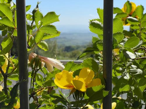 a view from a tree with yellow flowers at Casa Le Campane sulla Via Francigena in Gambassi Terme