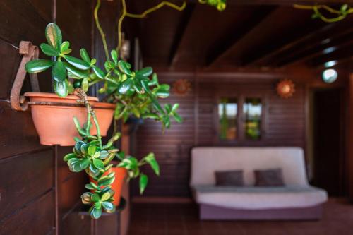 a plant is hanging on a wall with a couch at Casa Orymar in El Cotillo