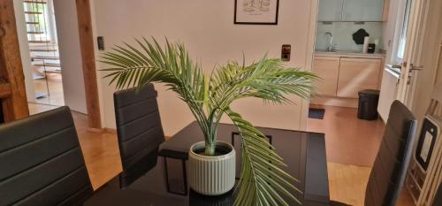 a potted plant sitting on a table in a kitchen at M B Homes Schlatt 2 Worker House in Hechingen
