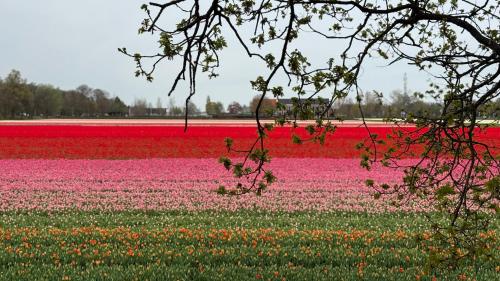 a field of red and pink flowers in a field at Tulipa Near Beach & Dunes with Free Parking in Noordwijkerhout