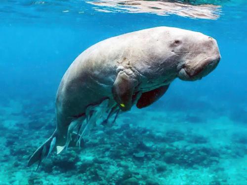 a sea lion swimming in the water at Spacious studio 4, AC, kitchenette, central location in Coron
