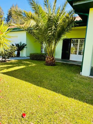 a house with a palm tree in the yard at Casa Cataleia VILLA INN in Ponte de Lima