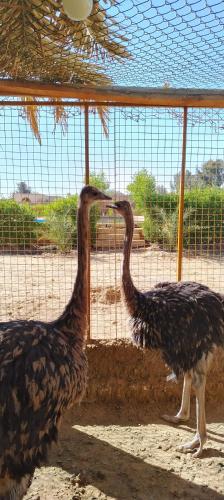 two birds are standing next to a fence at Tijan Siwa in Siwa