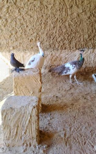 two birds standing on the side of a wall at Tijan Siwa in Siwa
