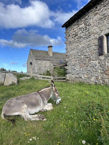 a donkey laying in the grass next to a stone building at Auberge du Mas de la Barque in Villefort
