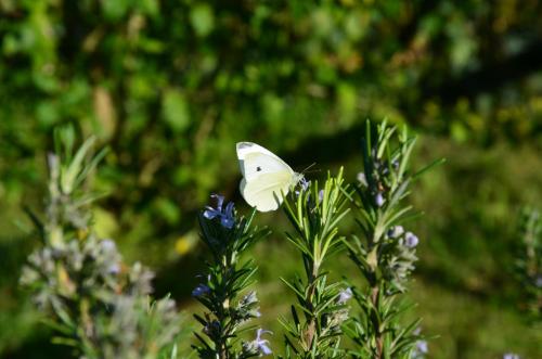 a white butterfly sitting on top of a flower at Agriturismo Al Podere Di Rosa in Sant' Alessio