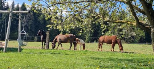 three horses grazing in a field next to a fence at western cottage in Rečica ob Savinji