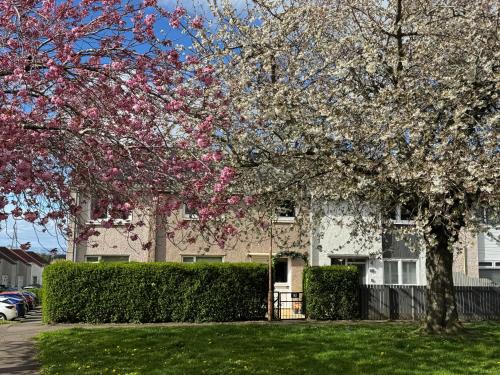 a flowering tree in front of a house at Edinburgh Home from Home in Edinburgh