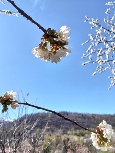 a branch of a tree with white flowers on it at Yamabushi B&B in Gravere