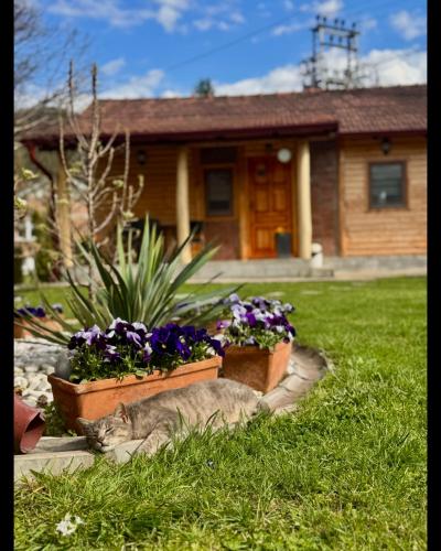 a cat laying in the grass in front of a house at Drveni san Senović 2 in Banja