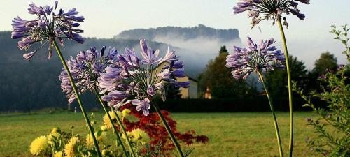 a group of purple flowers in a field at Landhaus Fröde in Kurort Rathen