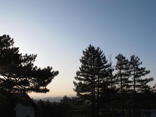 a group of trees with the sky in the background at Tara3M Rooms and Apartments in Kaludjerske Bare
