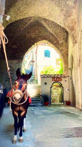 a brown horse tied to a rope in an alley at L'Antico Episcopio in Scala