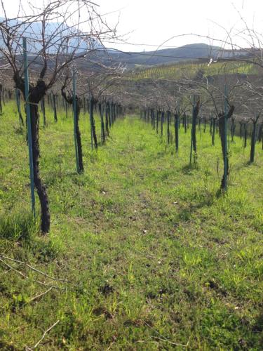 a row of trees in a field of grass at Locanda Marzi in Faicchio