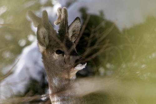 a close up of a deer with its mouth open at Hotel Alpenblick in Bach