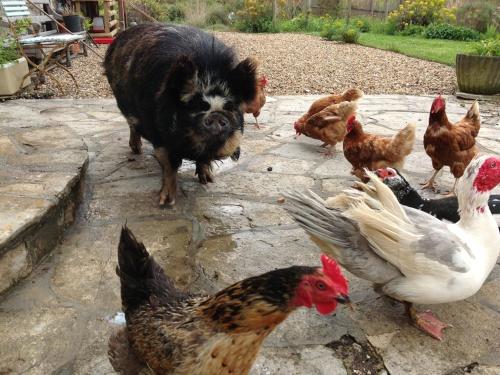 a dog standing next to a group of chickens at Swallows Rest in Weymouth