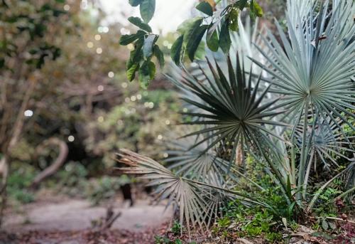 a green palm tree in a forest of trees at Shashamani Écolodge Abéné Kafountine in Diana