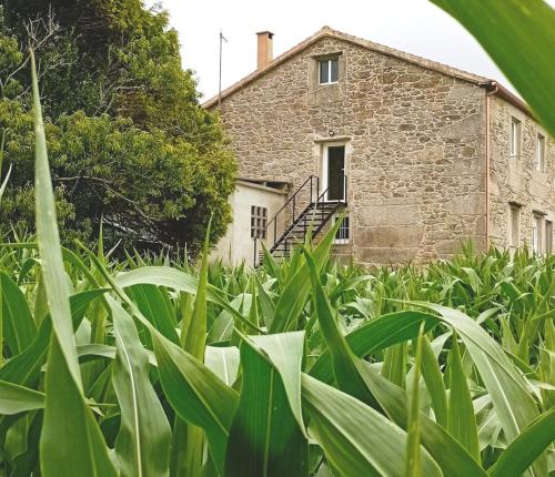an old stone building in the middle of a field of corn at Brisa do Mar in Laxe